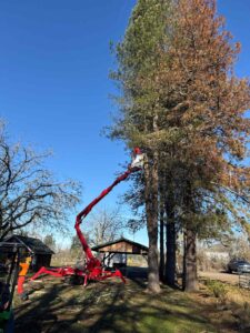 tree trimming & tree removal in Portland
