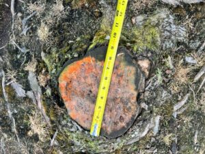 stump removal Portland measurement